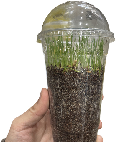 내가키운이천쌀 사진